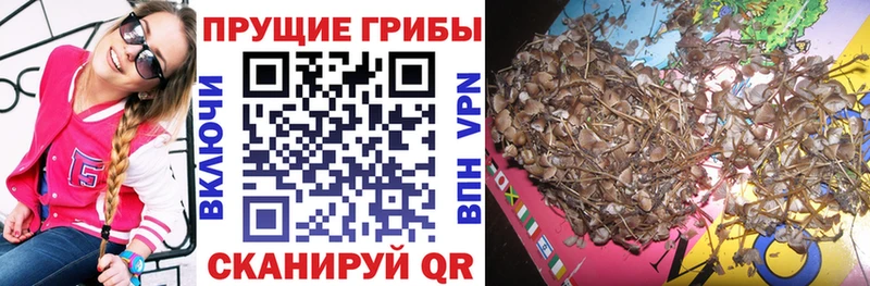 Псилоцибиновые грибы мухоморы  OMG маркетплейс  Сочи  купить закладку 