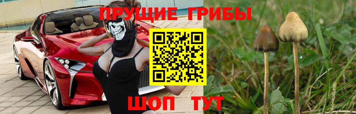 Галлюциногенные грибы Psilocybine cubensis  Вход с VPN  Псилоцибиновые грибы MAGIC MUSHROOMS  Сочи 